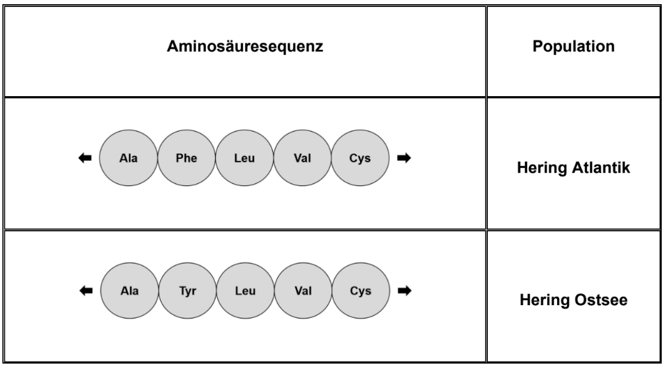 Vergleich der Aminosäuresequenzen von Atlantik- und Ostseehering.